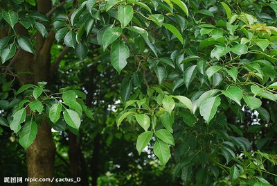 微生物接种剂对樟脑精油的影响及相关性分析_no.55