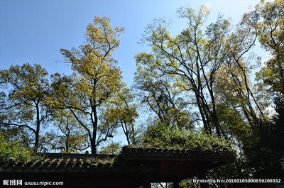 微生物接种剂对樟脑精油的影响及相关性分析_no.58