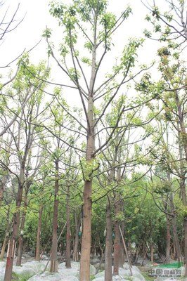 南京市重金属含量和树皮分布特征_no.59