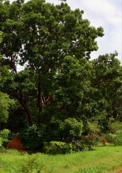 巴州地区国家森林树种栽培技术与森林经营研究_no.61