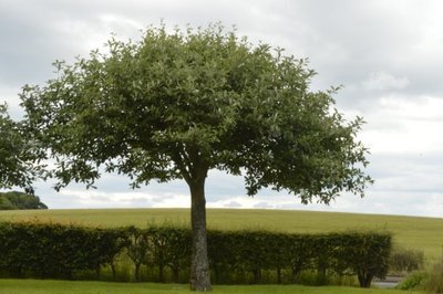 樟脑和樟脑的历史_no.63