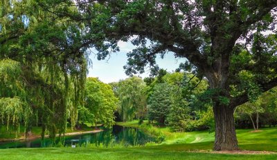 [香樟树]樟树栽培技术探讨