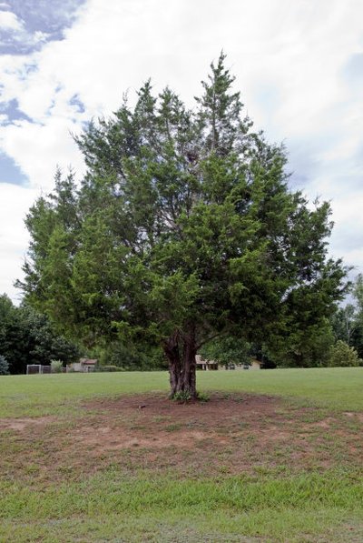 牛樟芝能真正抵抗癌症吗?