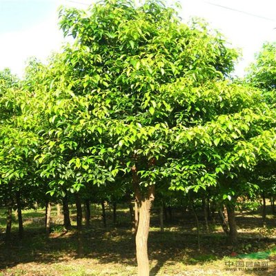 孙锡岳同志在张村小学师生讲座_no.66