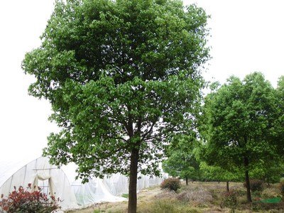 [香樟树]只能给你带香味的海水