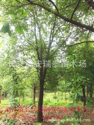 樟树的本土文化在年轻人英语教学中的渗透