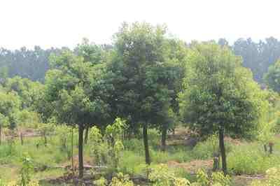 樟脑树皮缓解胃痛