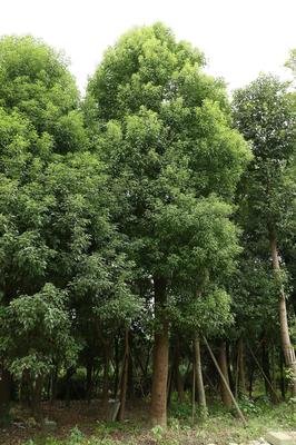 樟树的回忆_no.72