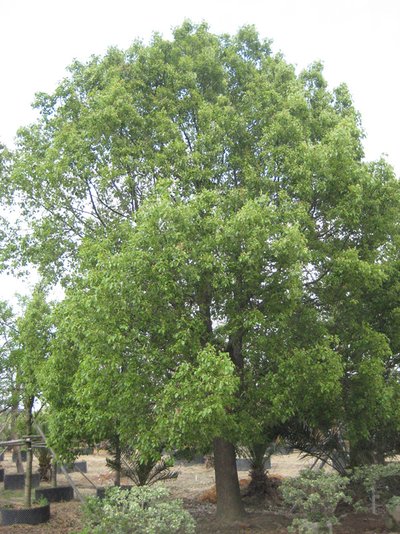 古代大洲子樟树群