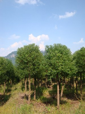 [香樟树]生理黄化开始与营养环境的关系