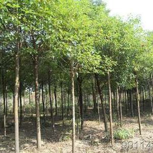 不同化学类型樟树叶片的解剖结构和抗旱性