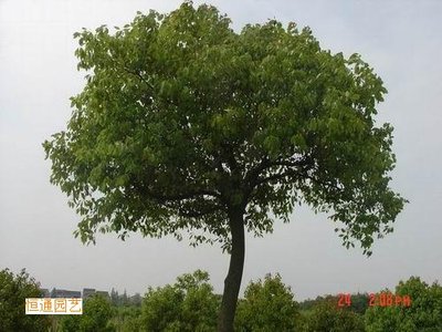 朱Xi和樟脑_no.78