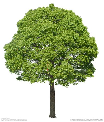 樟脑的感觉_no.79