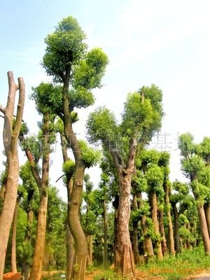 古代大洲子樟树群_no.8