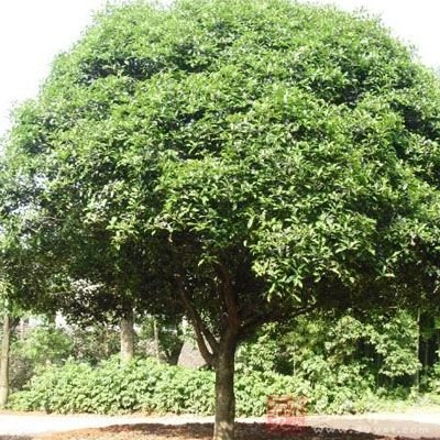 [香樟树]樟脑的特征特性及栽培技术