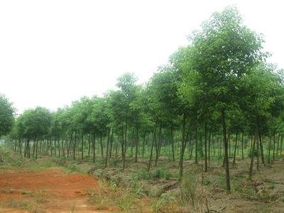 [香樟树]长江流域香椿的种植与景观美化技术