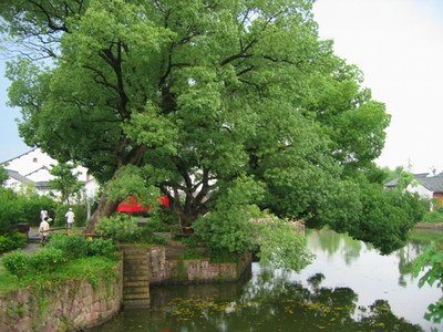 樟子松樟子松容器育苗要点