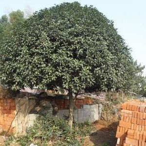 移植培养基对樟脑组织培养幼苗生长的影响