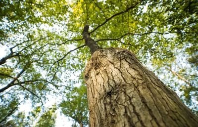 我不能忘记我的樟树_no.92