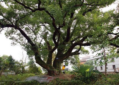 樟芝樟脑的药理作用研究进展_no.99