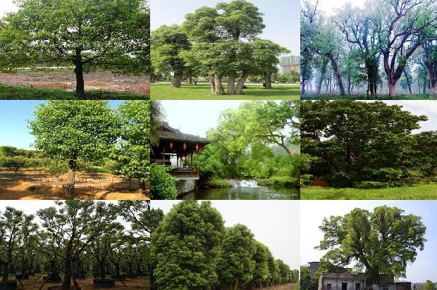 一棵香樟树大概多少钱17条介绍1661170381578