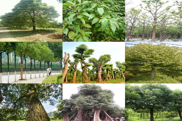 一棵香樟树大概多少钱17条介绍1661170381584