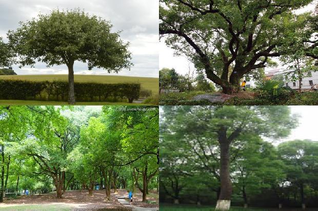 一棵香樟树大概多少钱17条介绍1661170381603
