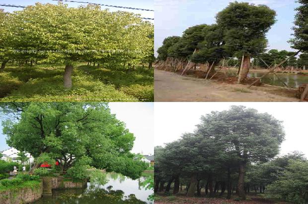 香樟树30公分买多少钱-必看33条小知识1661357410070