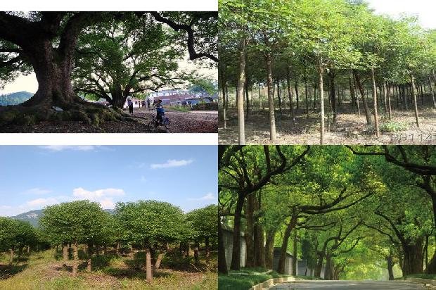 15公分香樟树哪里有18条介绍，你知道么？1661702969061