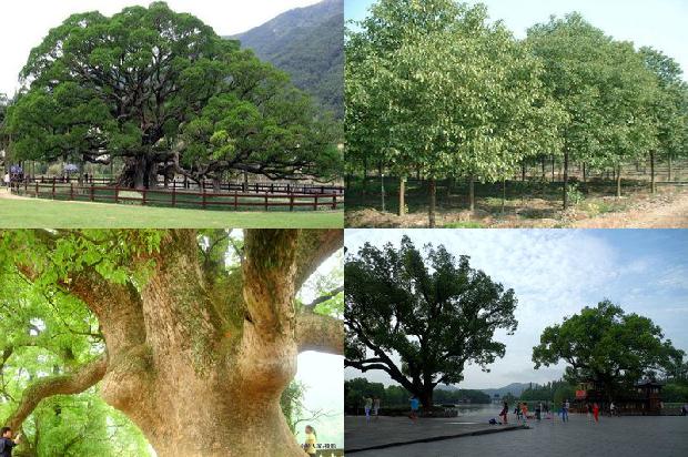 15公分香樟树基地16条介绍1661789390025