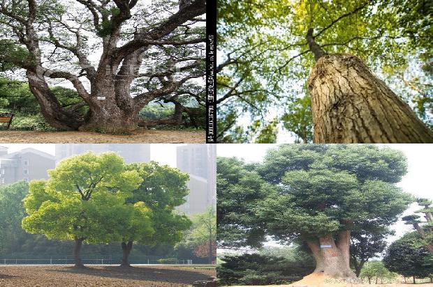 16公分香樟树多少钱18条介绍1662307806293