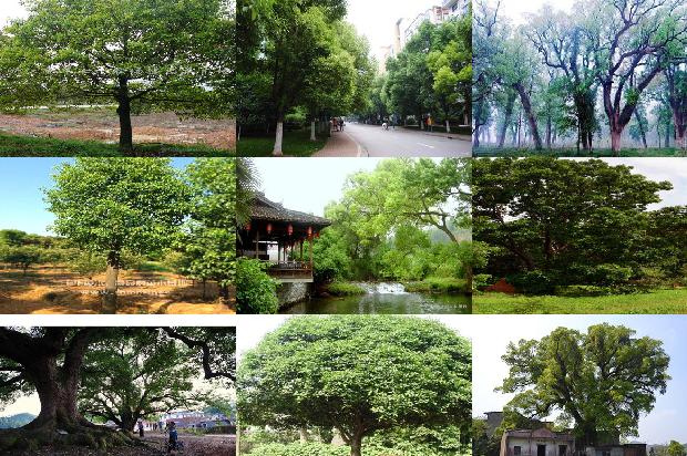 70公分30多年直径香樟树价值36条介绍，来看看有哪些1662307817868