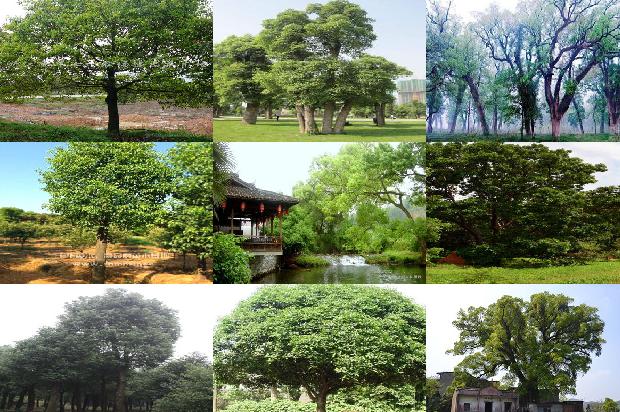 28公分香樟树多少钱26条介绍1662394185666