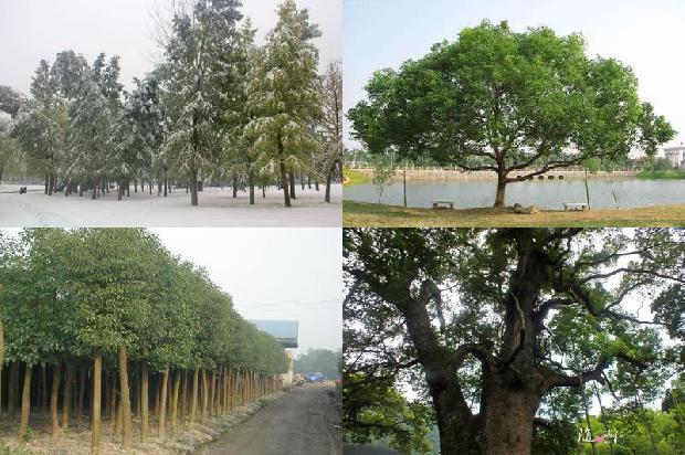 胸径15公分香樟树19条介绍，一定要看！1662567221019
