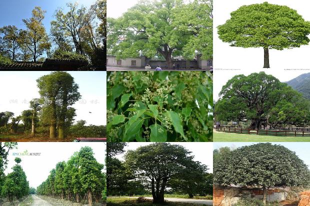 15公分香樟树每棵价值多少元35条介绍，一定要看！1662567232174