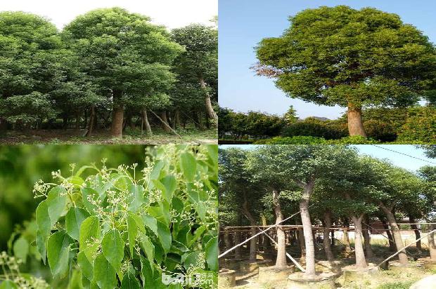 15公分香樟树每棵价值多少元35条介绍，一定要看！1662567232186