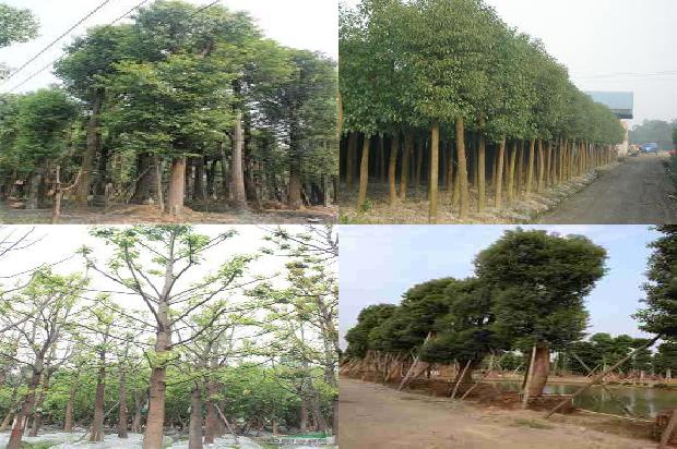15公分香樟树每棵价值多少元35条介绍，一定要看！1662567232192