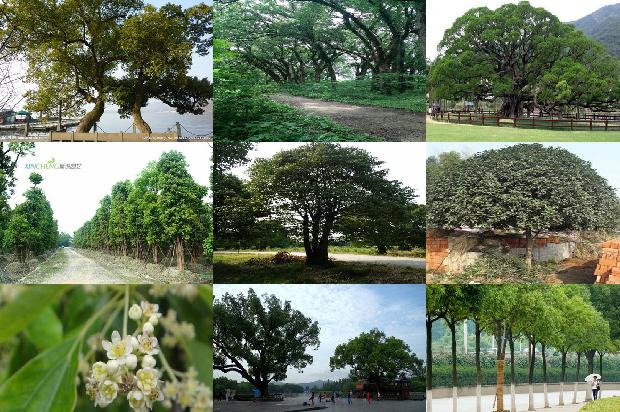 15公分香樟树每棵价值多少元35条介绍，一定要看！1662567232198