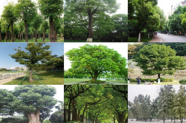 香樟树大叶的好还是小叶的好20条介绍，你知道么？1662999264731