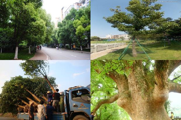 十年的香樟树多少钱19条介绍，你知道么？1663086602135