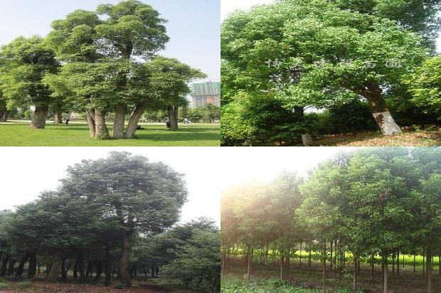 十年的香樟树多少钱19条介绍，你知道么？1663086602141