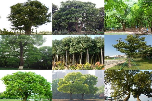十年的香樟树多少钱19条介绍，你知道么？1663086602147