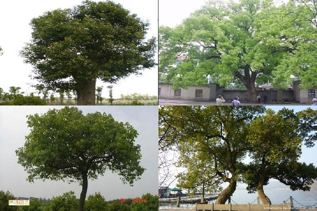 十年的香樟树多少钱19条介绍，你知道么？1663086602165