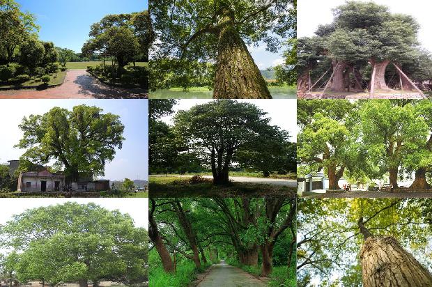大香樟树多少钱一棵26条介绍1663172207412