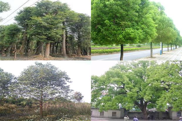 香樟树一棵多少钱24条介绍1663517779958