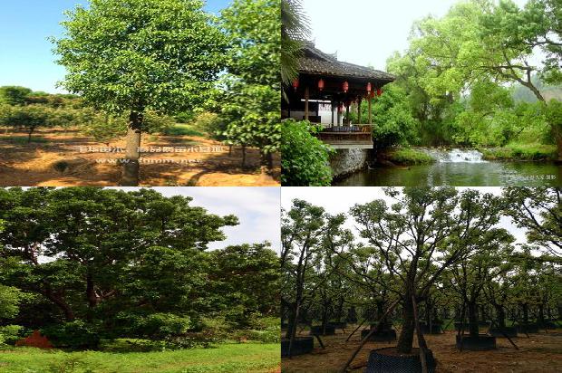 香樟树一棵多少钱24条介绍1663517779970