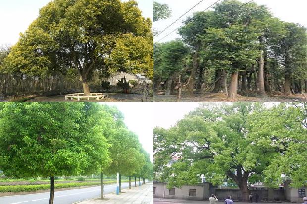 80公分香樟树报价22条介绍，一定要看！1663777552359