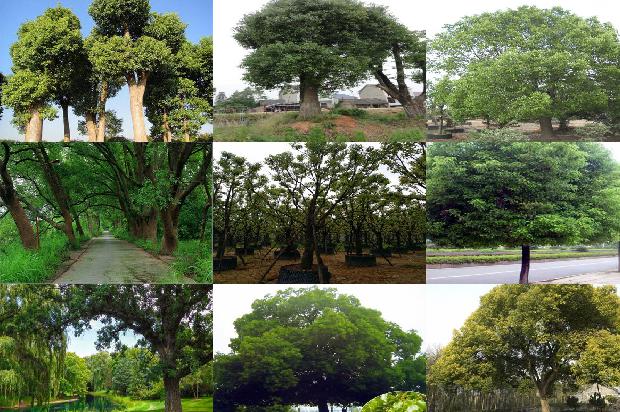 香樟树10公分多少钱29条介绍1663777561765