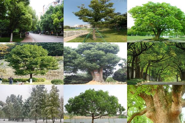 香樟树10公分多少钱29条介绍1663777561771