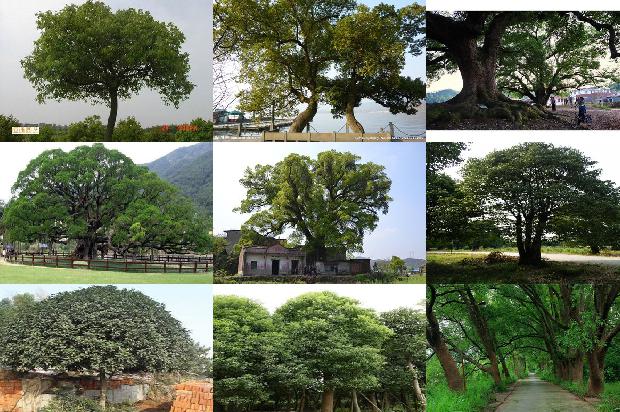 香樟树10公分多少钱29条介绍1663777561789